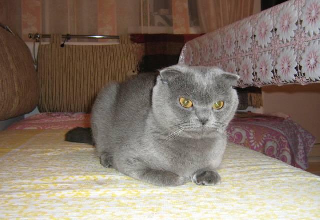 Котёнок 1.5месяца Москва