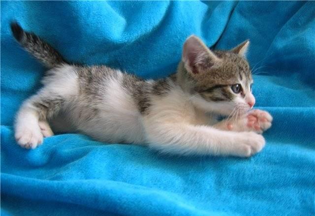 Котёнок в дар Москва