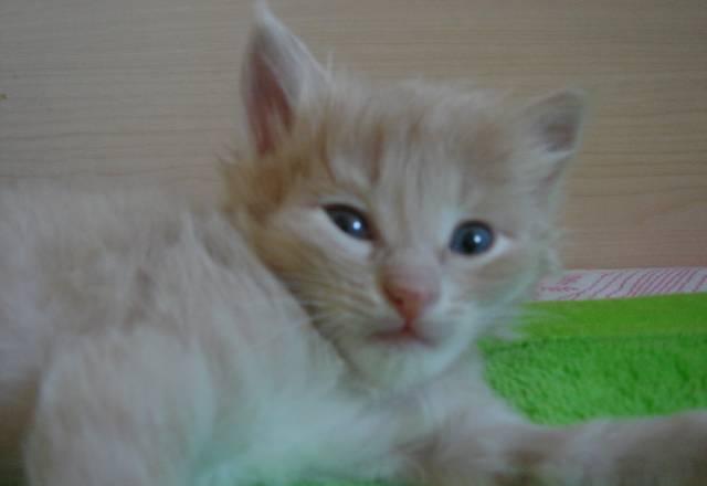 Котят в добрые руки Москва