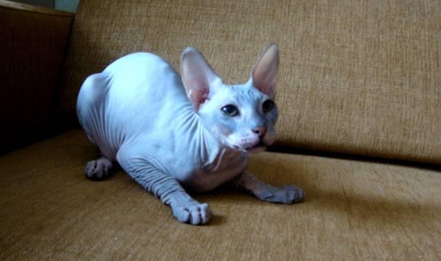 Котёнок донского сфинкса Голый Москва