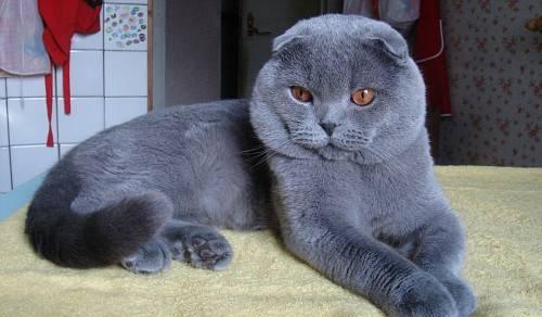 Шотланский котенок Санкт-Петербург