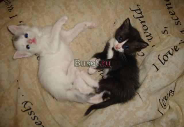Котята в добрые руки Санкт-Петербург