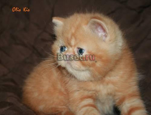 Экзотический котёнок Москва