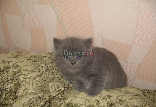Шотландский котенок недорого Москва