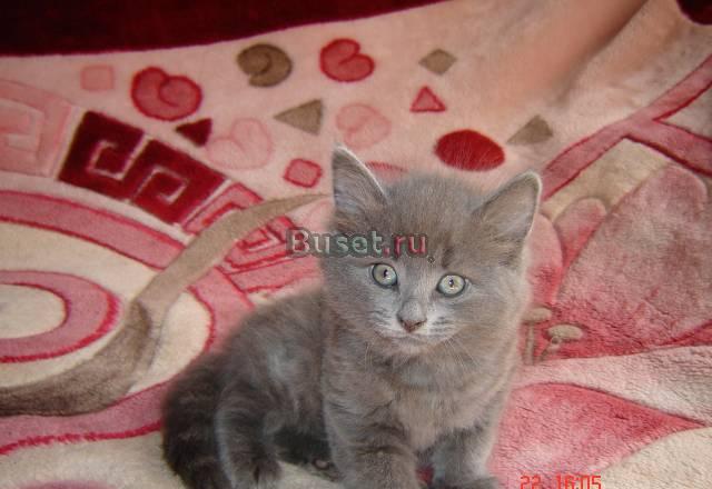 Британский котёнок Санкт-Петербург