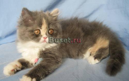 Замурчательная персидская кошечка Москва