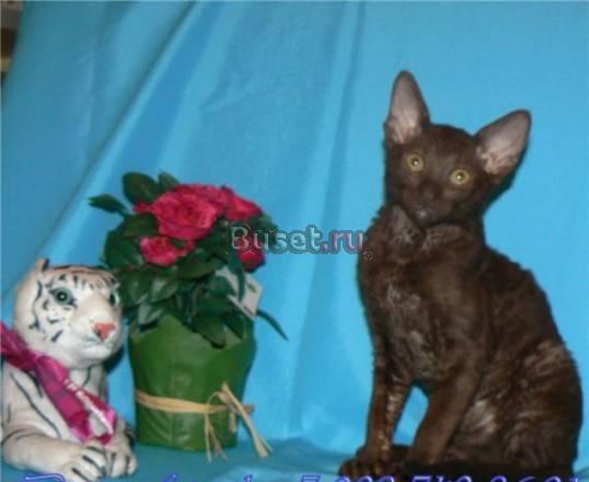 Корниш-рекс-шоколадная кошечка Москва