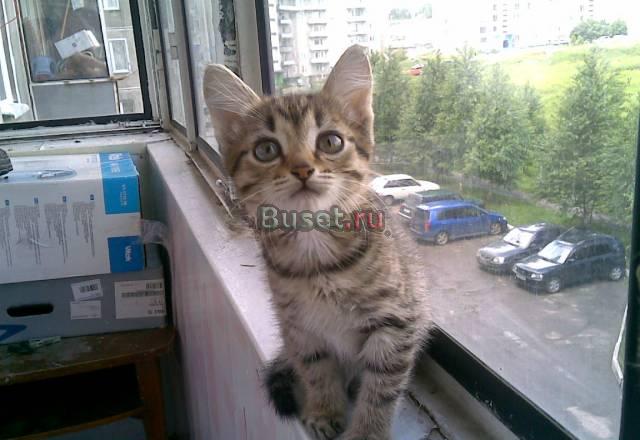 Очаровательный котенок в добрые руки Новокузнецк