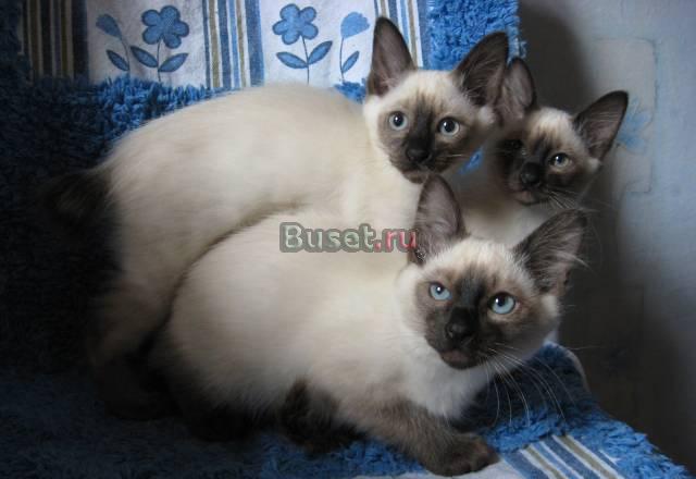 СиамскиЕ КотятА Санкт-Петербург