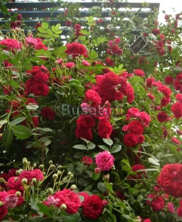 Садовник, уход за посадками Москва