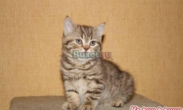 Шотландская кошечка золотистый  очень красива Москва