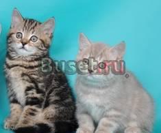 Британские котята Пенза