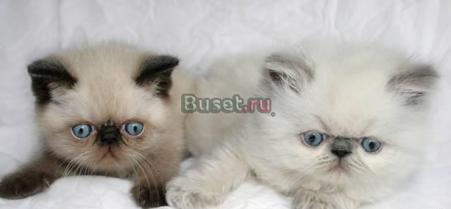 Экзоты и персы колорпойнты от питомника Санкт-Петербург
