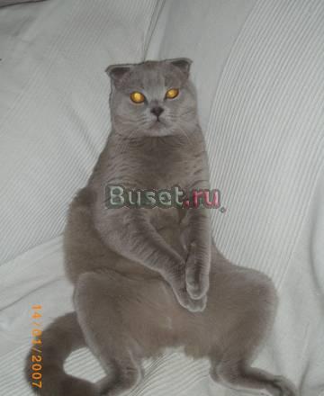 Ищу британочку для вязки Москва