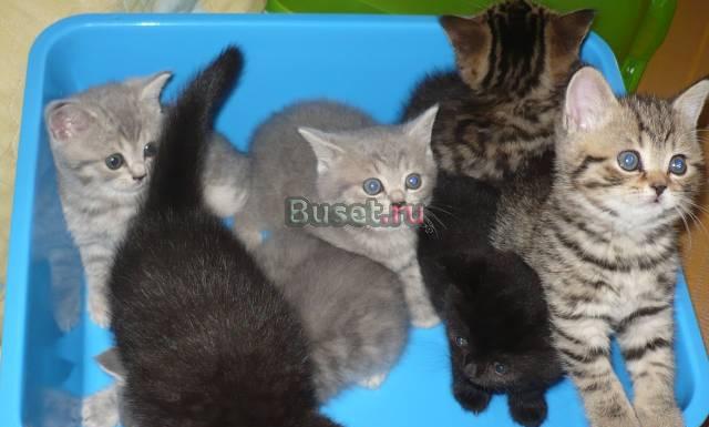 Шотландские котята Нахабино