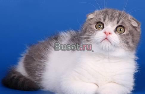 Шотландский вислоухий котик голубой табби биколор Москва