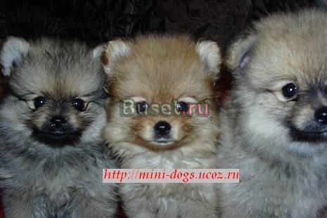 Щенки померанского шпица Санкт-Петербург
