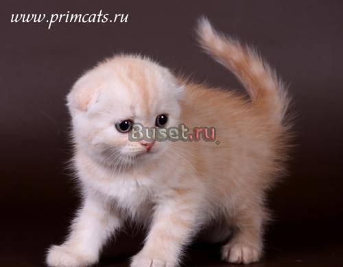 Красный серебристый шотладский котик - супер ушки Москва