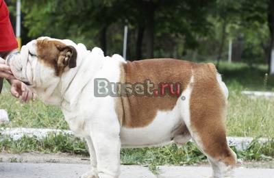 Английский бульдог Москва
