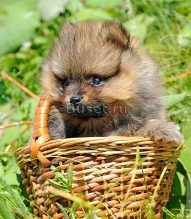 Померанский шпиц Калуга