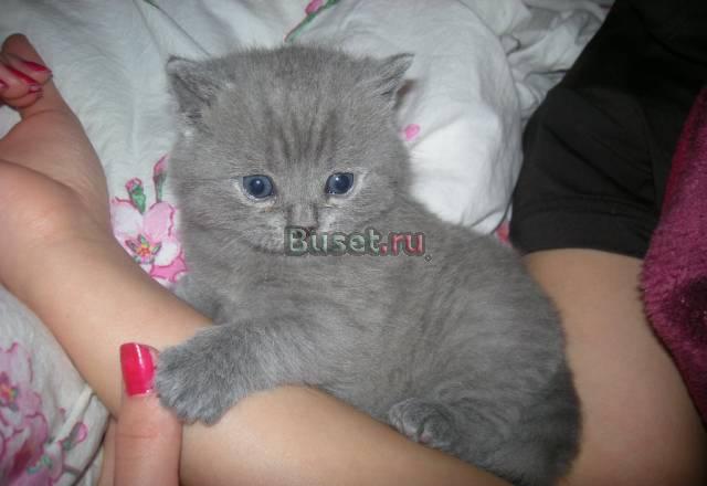 Британские голубые котята Москва