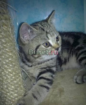 Британские котята Красноярск