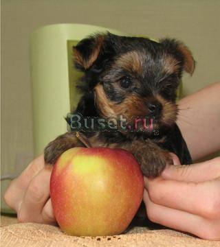 Продаются щенки йоркширского терьера, 2 Новая Усмань