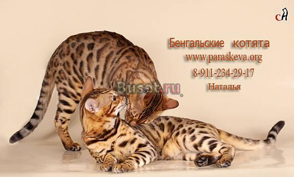 Бенгальские кошки, бенгальские котята Санкт-Петербург