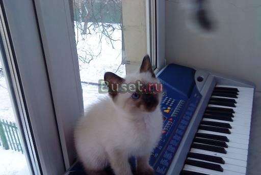 Тайские (старотипные сиамские) котята Москва