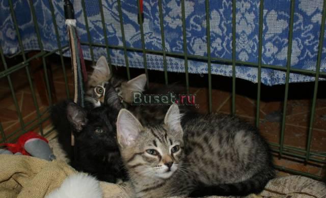 Котятки Новосибирск