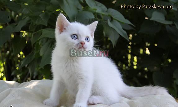 Британские  котята и скотиш-фолды Санкт-Петербург