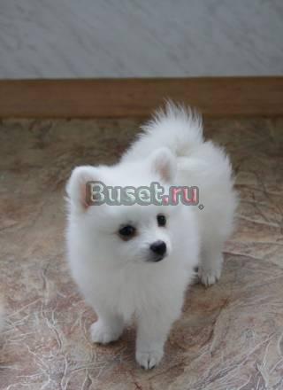 Шпиц щенки Москва