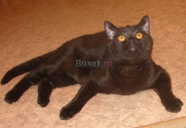 Британский котик Барнаул