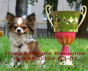 Чихуахуа.Приглашаем на вязку Москва