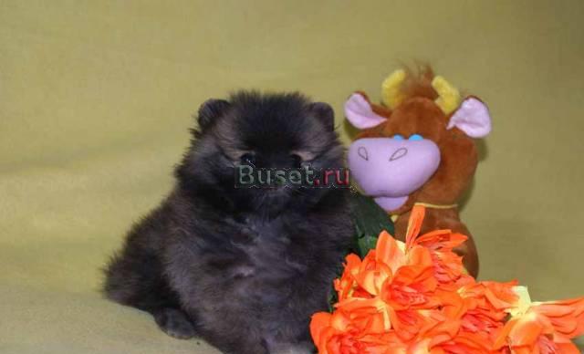 Щенки шпица мальчики Москва