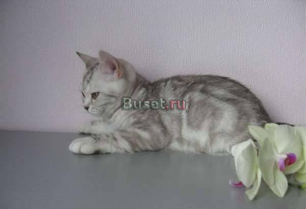 Шотландская  кошечка Белгород