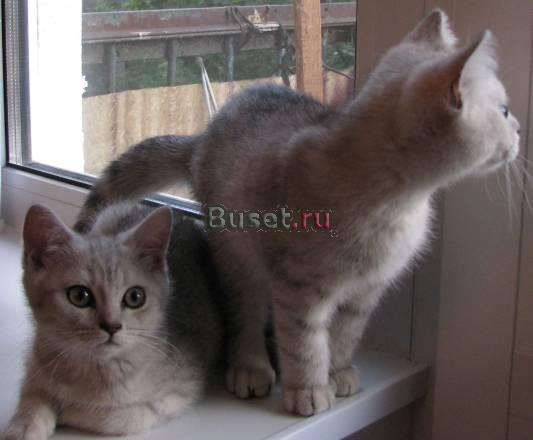 Мурчащие комочки Москва
