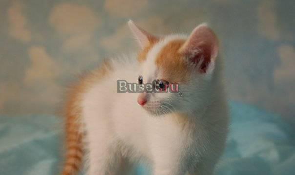 Рыжие ушки и хвостик ищет свой дом Москва