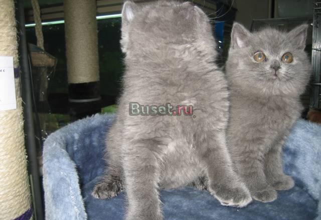 Шотландские прямоухие и вислоухие котята Москва