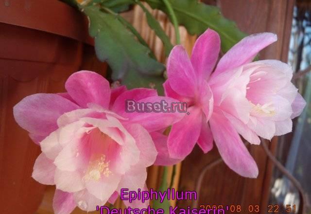 Epiphyllum "Deutsche Kaiserin" (лесной кактус) Москва