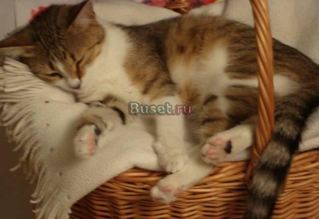 Кошка в добрые руки Санкт-Петербург