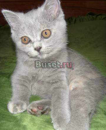 Британские котята Москва