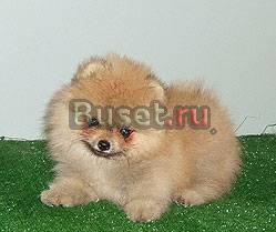Недорого продам щенков померанского шпица Москва