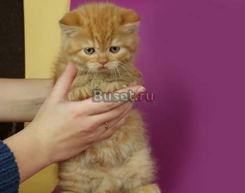 Рыжий британский котик Москва