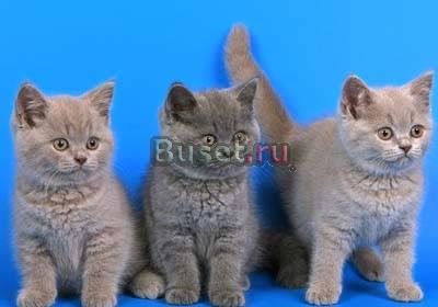Плюшевые британские котята Красноярск