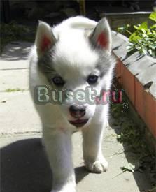 Акела из Лунного света Москва