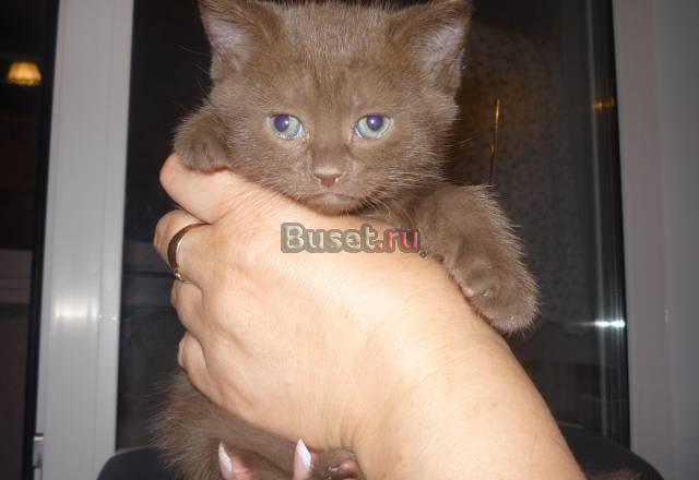 Британский котенок-1мес Москва