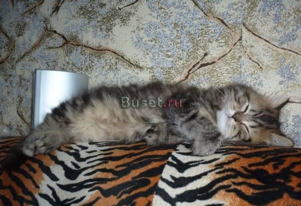Британский длинношерстный котенок Санкт-Петербург