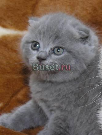 Шотландские вислоухие Челябинск