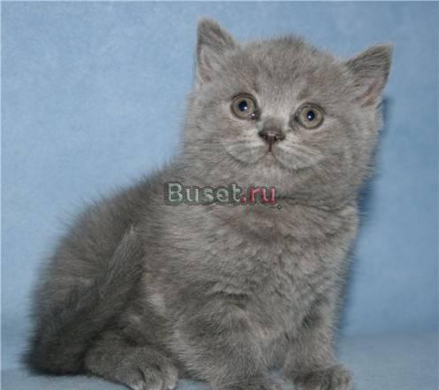 Британские котята недорого Екатеринбург
